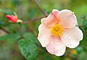 ROSA CHINENSIS MUTABILIS