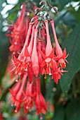 FUCHSIA THALIA MARY