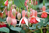 FUCHSIA MACHU PICCHU