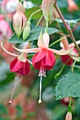 FUCHSIA LAURA