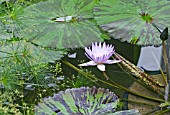 NYMPHAEA FOXFIRE