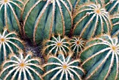 PARODIA MAGNIFICA