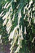 RUSSELLIA EQUISITIFORMIS ALBA, WHITE FORM OF THE FIRECRACKER PLANT