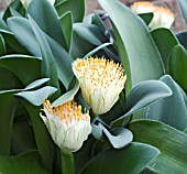 HAEMANTHUS ALBIFLOS