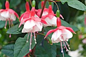 FUCHSIA SNOWCAP