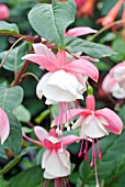 FUCHSIA BROOKWOOD BELLE