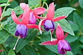 FUCHSIA BARBARA WINDSOR