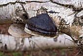 FOMES FOMENTARIUS, HOOF FUNGUS, TINDER FUNGUS GROWING ON BETULA PENDULA