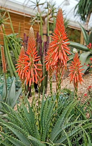 ALOE_X_SPINOSSISSIMA