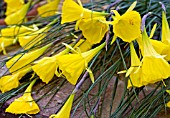 NARCISSUS BULBOCODIUM