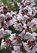 BERGENIA APPLEBLOSSOM