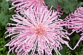 JAPANESE CHRYSANTHEMUMS, RAYONANTE TYPES TRAINED ON WIRES