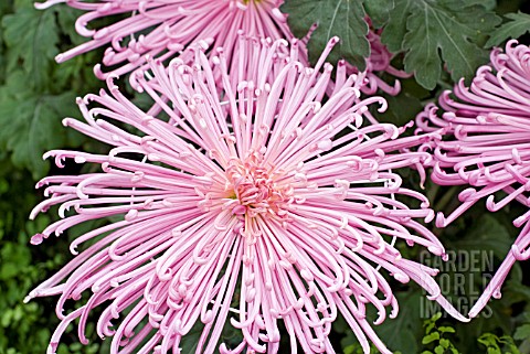 JAPANESE_CHRYSANTHEMUMS_RAYONANTE_TYPES_TRAINED_ON_WIRES