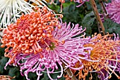 JAPANESE CHRYSANTHEMUMS, RAYONANTE TYPES TRAINED ON WIRES