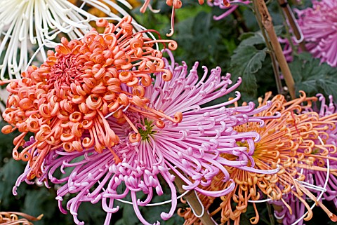 JAPANESE_CHRYSANTHEMUMS_RAYONANTE_TYPES_TRAINED_ON_WIRES