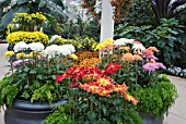CHRYSANTHEMUM DISPLAY IN THE WISLEY GLASSHOUSE INCLUDING JAPANESE HYBRIDS