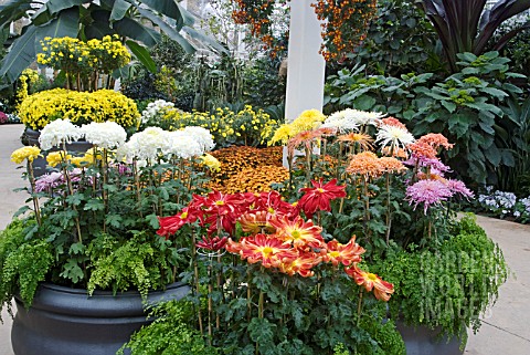 CHRYSANTHEMUM_DISPLAY_IN_THE_WISLEY_GLASSHOUSE_INCLUDING_JAPANESE_HYBRIDS