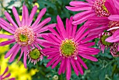 CHRYSANTHEMUM, CERISE, ANEMONE FLOWERED