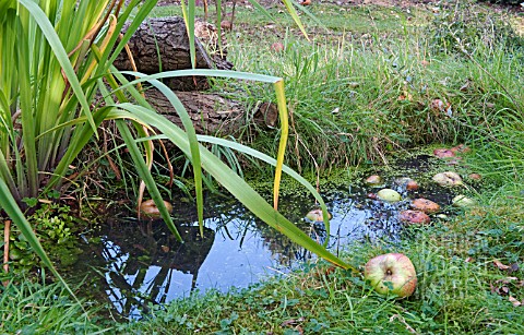 SMALL_WILDLIFE_POND_IN_GRASS_WITH_FALLEN_APPLES