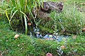 SMALL WILDLIFE POND IN GRASS WITH FALLEN APPLES