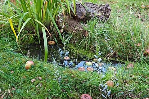 SMALL_WILDLIFE_POND_IN_GRASS_WITH_FALLEN_APPLES