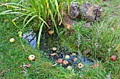 SMALL WILDLIFE POND IN GRASS WITH FALLEN APPLES