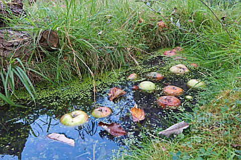 SMALL_WILDLIFE_POND_IN_GRASS_WITH_FLOATING_APPLES