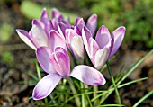 CROCUS TOMMASINIANUS PICTUS