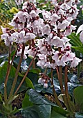 BERGENIA APPLEBLOSSOM