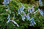 CORYDALIS CURVIFLORA SUBSPECIES ROSTHORNII