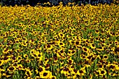 COREOPSIS TINCTORIA GROWING IN A  DRIFT