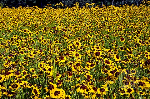 COREOPSIS_TINCTORIA_GROWING_IN_A__DRIFT