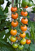 TOMATO SUNGOLD