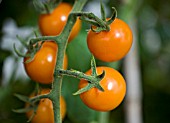 LYCOPERSICUM ESCULENTUM SUNGOLD (AGM), (TOMATO SUNGOLD)