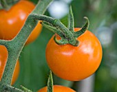 LYCOPERSICUM ESCULENTUM SUNGOLD (AGM), (TOMATO SUNGOLD)