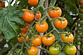 LYCOPERSICUM ESCULENTUM SUNGOLD (AGM), (TOMATO SUNGOLD)