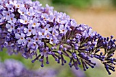 BUDDLEJA DAVIDII NANHO BLUE