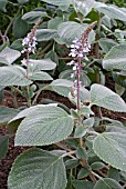 PLECTRANTHUS ARGENTATUS