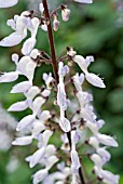 PLECTRANTHUS HADIENSIS VAR. TOMENTOSUS CARNEGIE