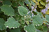 PLECTRANTHUS HADIENSIS VAR. TOMENTOSUS VARIEGATED.