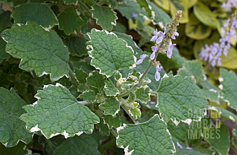 PLECTRANTHUS_HADIENSIS_VAR_TOMENTOSUS_VARIEGATED