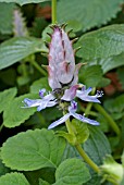 PLECTRANTHUS CANINUS