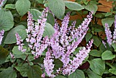 PLECTRANTHUS FRUTICOSUS IN FLOWER WITH PLECTRANTHUS ARGENTATUS BEHIND