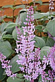 PLECTRANTHUS FRUTICOSUS JAMES WITH P. ARGENTATUS FOLIAGE BEHIND