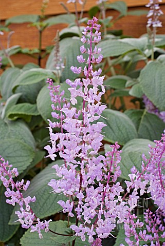 PLECTRANTHUS_FRUTICOSUS_JAMES_WITH_P_ARGENTATUS_FOLIAGE_BEHIND