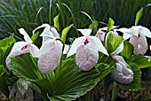 CYPRIPEDIUM FORMOSANUM,  FLOWERS AND PLEATED FOLIAGE