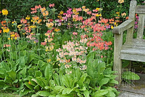 CANDELABRA_ASIATIC_PRIMULAS