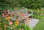 CANDELABRA (ASIATIC) PRIMULAS