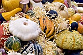 GOURDS AND SQUASHES IN A DISPLAY