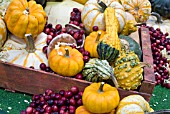 GOURDS, SQUASHES, FRUITS AND FUNGI IN A DISPLAY